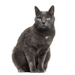 Naklejka na meble Grey mixed-breed cat sitting in front of a white background