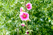 Bright Pink Hollyhock Alcea Flower Plant Close View On A Blured Green Background Of Green Plants