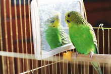 Parrot. Budgerigar. Bird. Green Parrot. Parrot In Front Of The Mirror