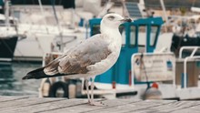 Beautiful Big White Seagull On A Background Of The Sea And Sailing. Bay And Moorage Along Which A Large White Seagull Is Walking.