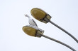 © Denis Martynov - Yelling seagull on the lamp 1