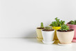© fotofabrika - Small succulent plants in pots in home interior