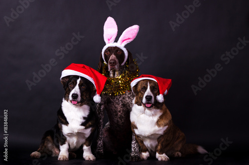 German Shorthaired Pointer Kurzhaar In Bunny Ears With Two Welsh