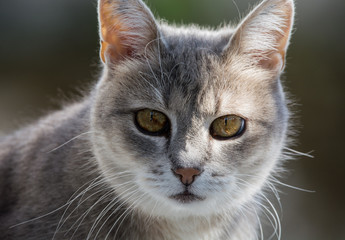 Silver white grey cat close up