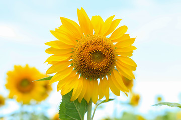 sunflowers