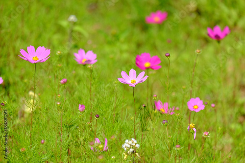 Beautiful flower garden on the mountain garden.