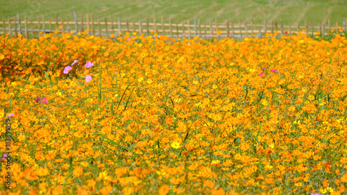 Beautiful flower garden on the mountain garden.