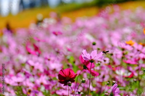 Beautiful flower garden on the mountain garden.