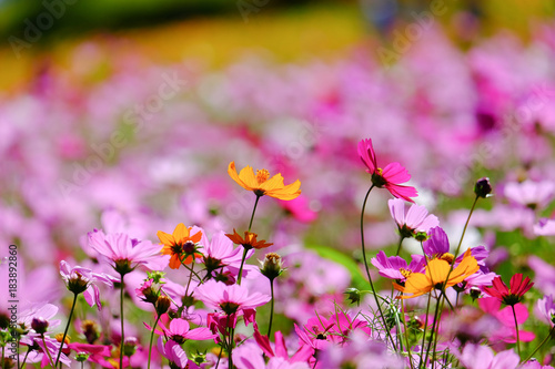 Beautiful flower garden on the mountain garden.