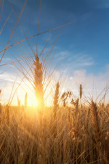 wheat stalk on the background of the dawn / rays of the sun passing through the wheat