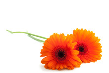 Lovely Orange Flowers