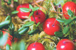 © Виталий Макаров - Ripe cranberries on the moss