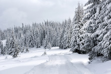 Snow Covered Winter Road And Fir Trees
