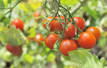 close on ripe  cherry tomatoes in garden 