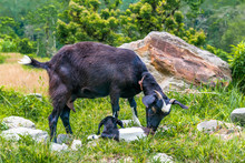 Beautuful Family Of Goats In Countryside. Nepal