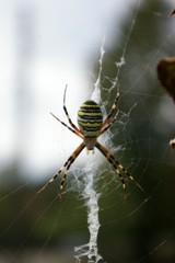 spider