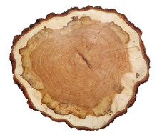 Cut Texture Of Oak Tree