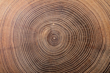 Texture Of Cork  Tree