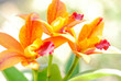 © sutsaiy - Close up of yellow orchids with blur background
