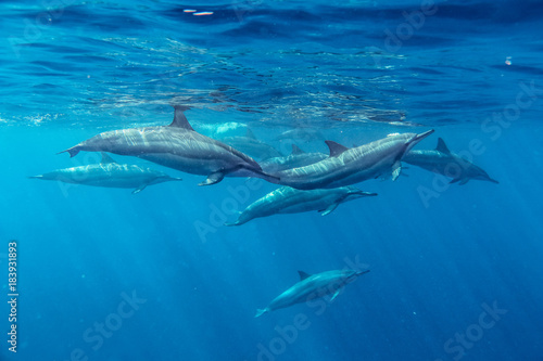 Zdjęcie XXL Spinner Dolphins Stenella longirostris Na Oceanie Indyjskim Mauritius Turystyka Wakacje Miłość