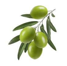 Vertical Green Olive Branch Isolated On White Background