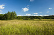 © darekb22 - Wild meadow near the forest