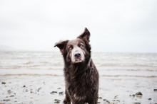 Portrait Of A Dog On The Beach