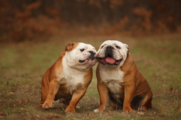 dog breeds English bulldog in for a walk