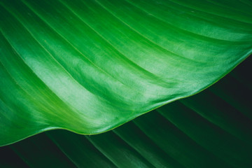 green leaves dark nature background