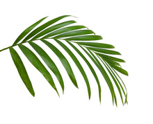 Green Leaves Of Palm Tree Isolated On White Background
