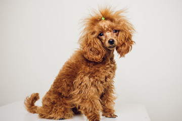 Poodle with Golden Brown Fur on a white background