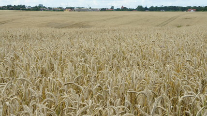 Golden Wheat closeup