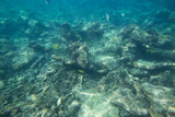Fototapeta Do akwarium - The Underwater life of the Caribbean Sea.