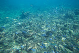 Fototapeta Do akwarium - Underwater life of the Caribbean Sea