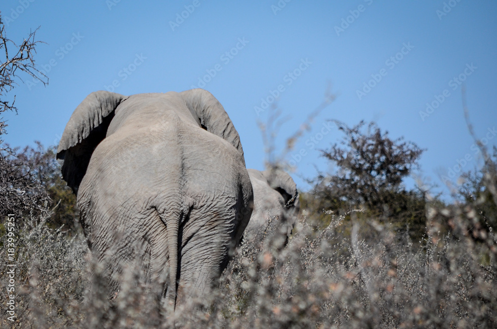 Elefanten Rückansicht