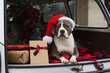 © Tana Teel Photography/Stocksy - dog wearing santa hat laying down back of car