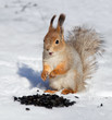 red squirrel surprised on a bunch of seeds - wants to eat