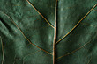 © Urs Siedentop & Co/Stocksy - Macro shot of green leaf