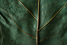 Macro Shot Of Green Leaf