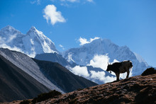 Himalayan Yak