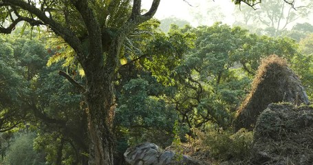 Poster - Tropical green forest