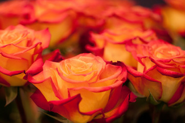 bouquet of bright and beautiful yellow-orange roses