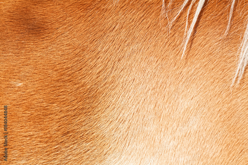 brown-horse-fur-background-stock-photo-adobe-stock