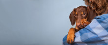 Dog Puppy Breed Dachshund On The Shoulder Of A Boy, Teenager And His Pet