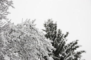 branches of trees in snow