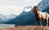 Fototapeta Góry - This is Mountain Sheep Country