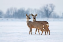 Young Roe Deer Capreolus Capreolus In Winter. Deer With Snowy Background. Wild Animals Interacting Standing Close Together.