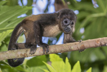 Baby Montled Howler Monkey (Alouatta Palliata) Climbing A Tree Branch In Rainforest Canopy, Cahuita National Park, Limon, Costa Rica.