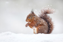 Cute Red Squirrel In The Falling Snow, Winter In England.