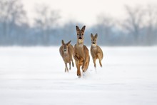 Group Of Three Roe Deer Capreolus Capreolus Does In Winter. Deer Running In Deep Snow Towards Camera With Snowy Background. Action Willdlife Image Of Approaching Wild Animals.